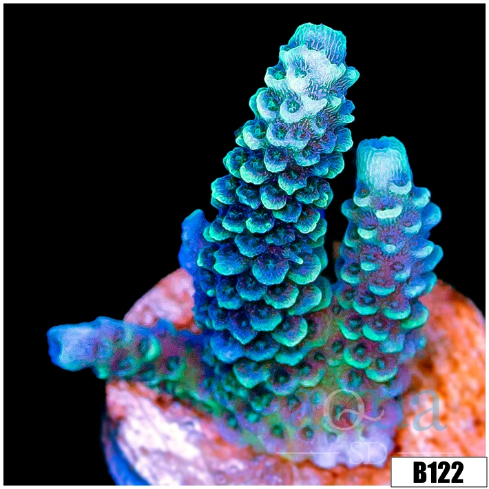 Iced Emerald Millepora