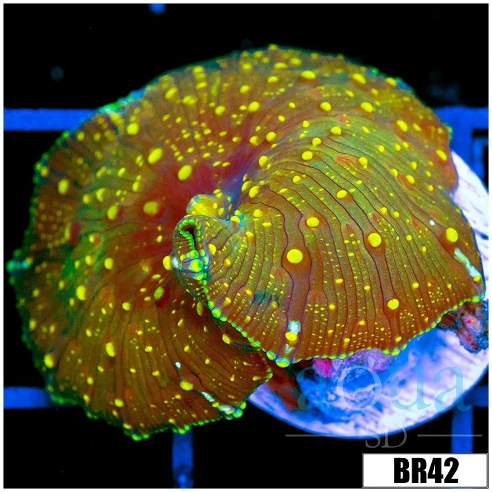 Yellow Spotted Discosoma