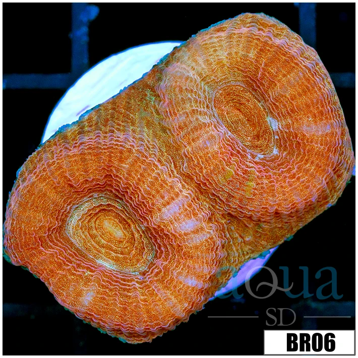 Peach Barabattoia Favia