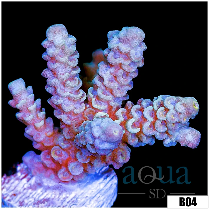 Rainbow Fusion Tenuis Acropora