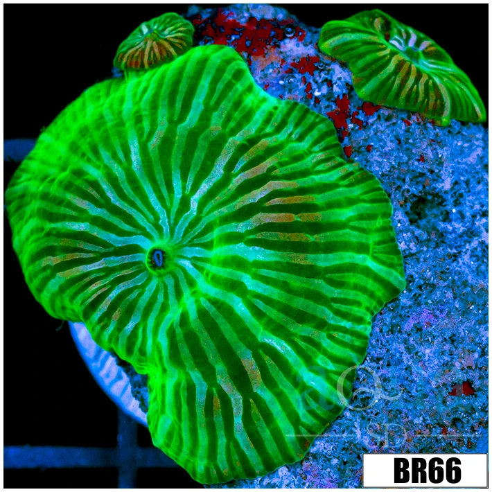 Nuclear Pinstripe Discosoma
