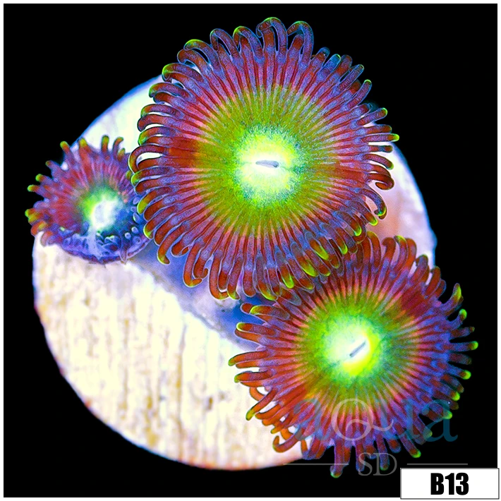 Cotton Candy Apple Zoas