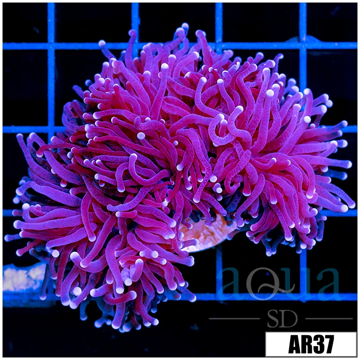 Indo Metallic Tips Torch