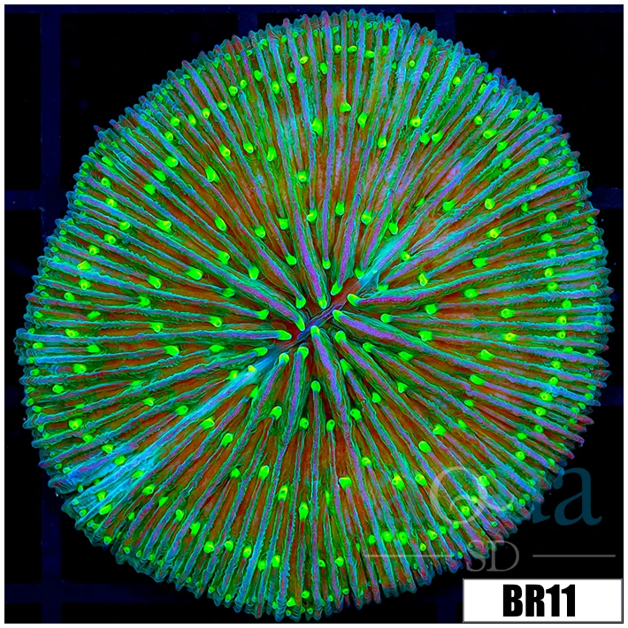 Aussie Neon Plate Coral