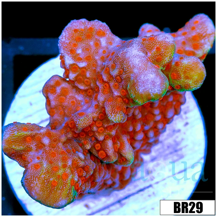 Indo Cultured Red Digitata