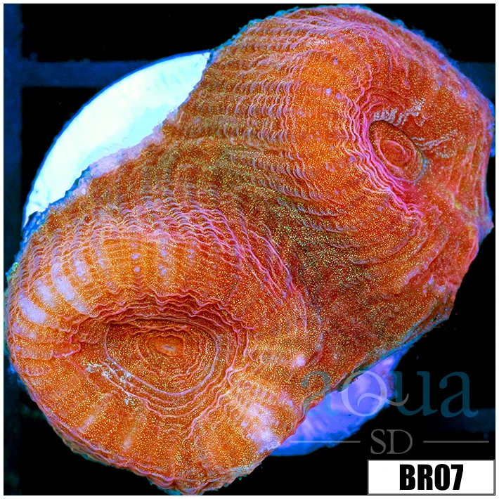 Peach Barabattoia Favia