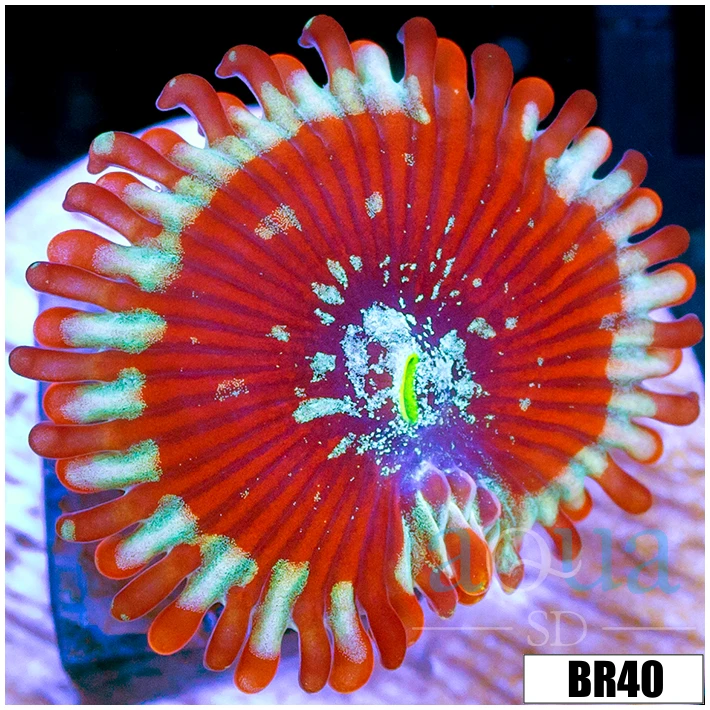 Indo Magician Zoa