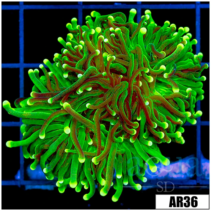 Aussie Toxic Torch
