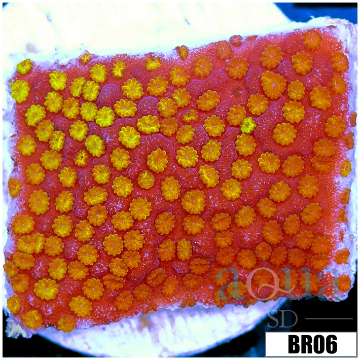 ASD Rainbow Monti