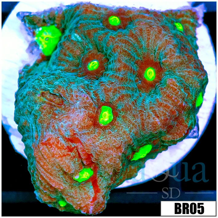 Grafted War Coral Favia