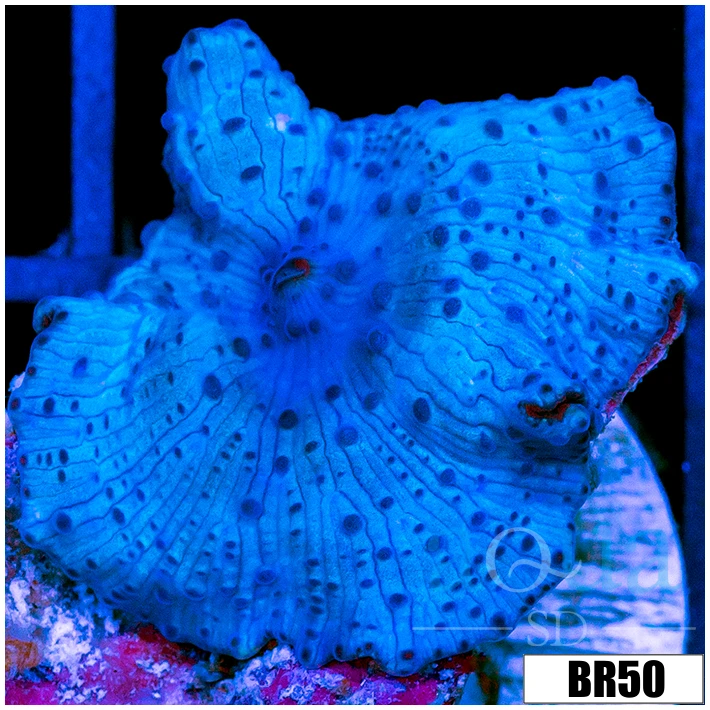 Aussie Blue Man Discosoma