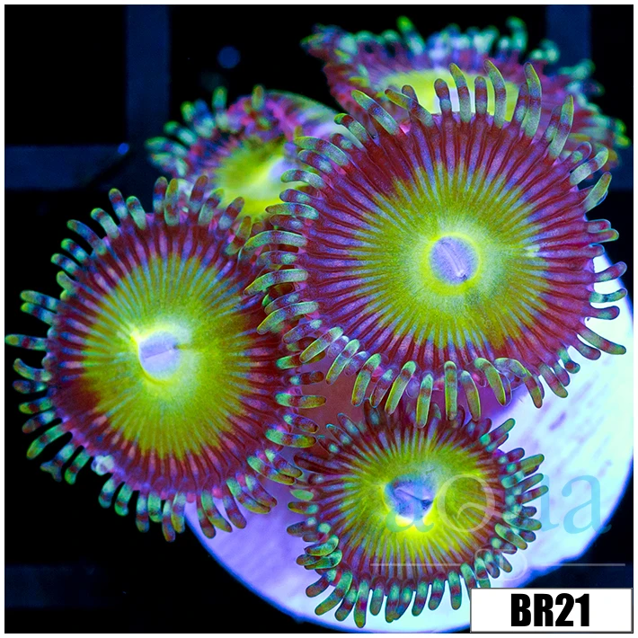 Cotton Candy Apple Zoas