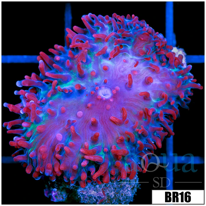 Indo Saint Thomas Mushroom