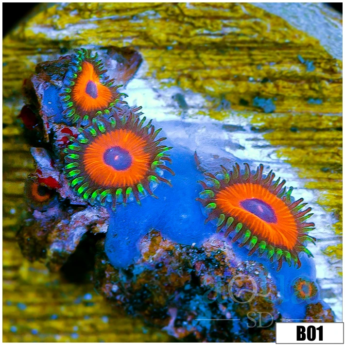 Watermelon Rasta Zoas