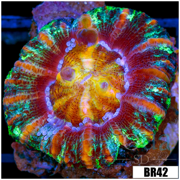 Aussie Tiger Striped Button Scoly