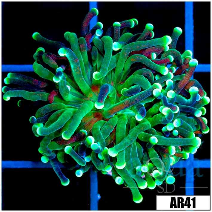 Aussie Toxic Torch