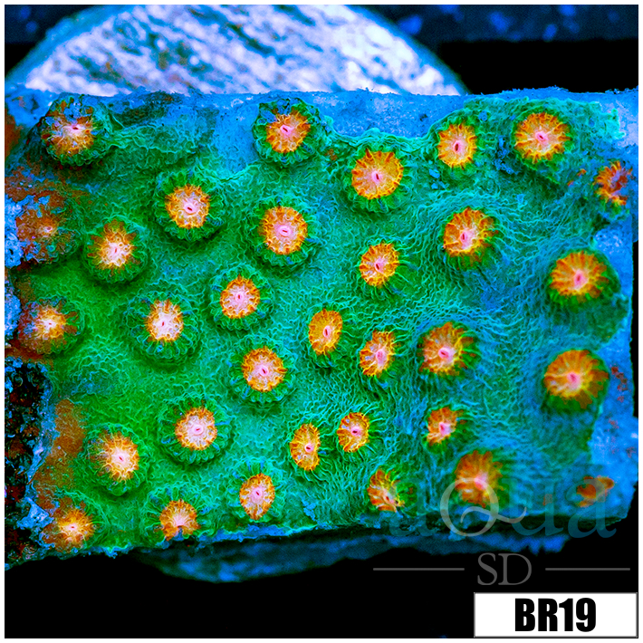Indo Meteor Shower Cyphastrea