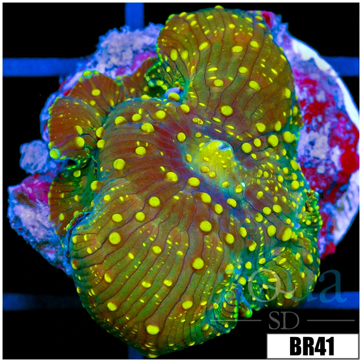 Yellow Spotted Discosoma