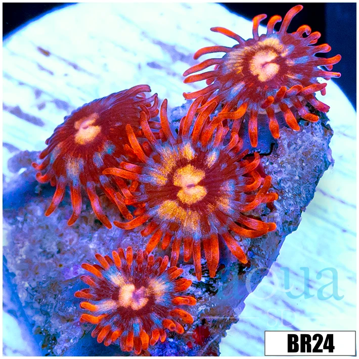 Star Fire Zoas