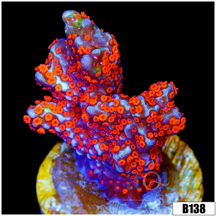 Indo Cultured Red Digitata