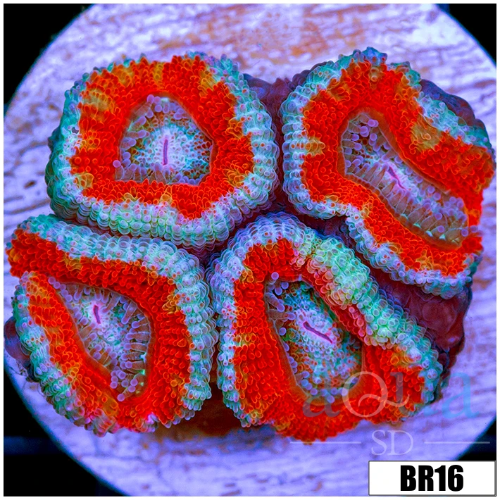 Teal Core Acan Lord