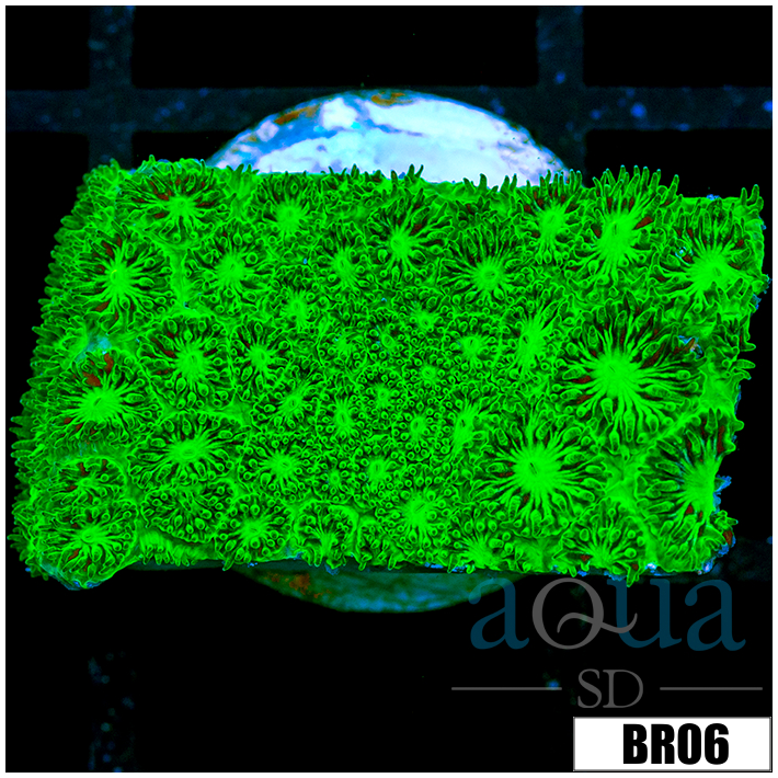 Nuclear Leptastrea