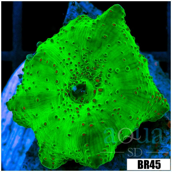 Indo Kryptonite Discosoma
