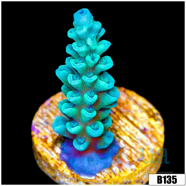 Iced Tenuis Acropora