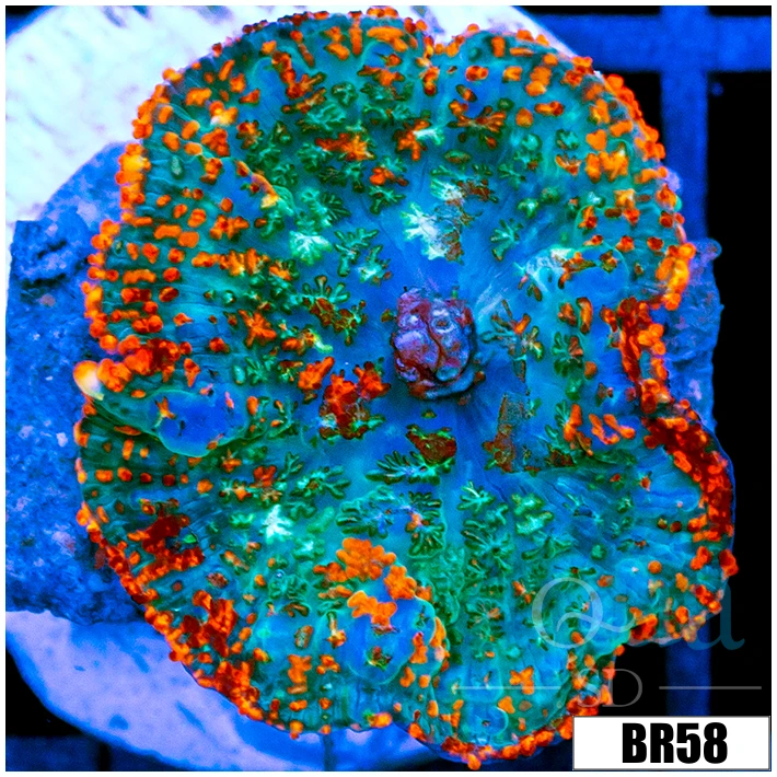 Flaming Rhodactis Mushroom