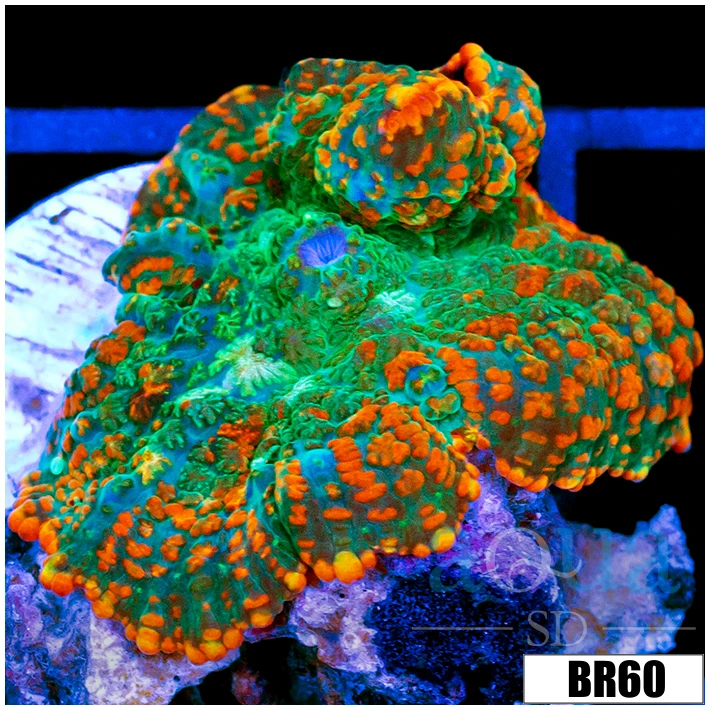 Flaming Rhodactis Mushroom