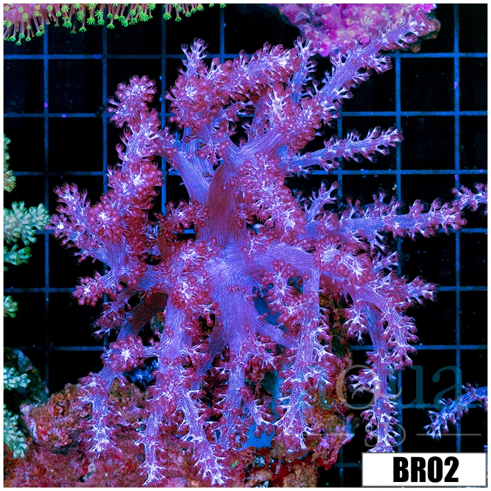 Purple Nepthea Tree Leather