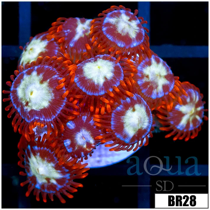 Icy Hot Zoas