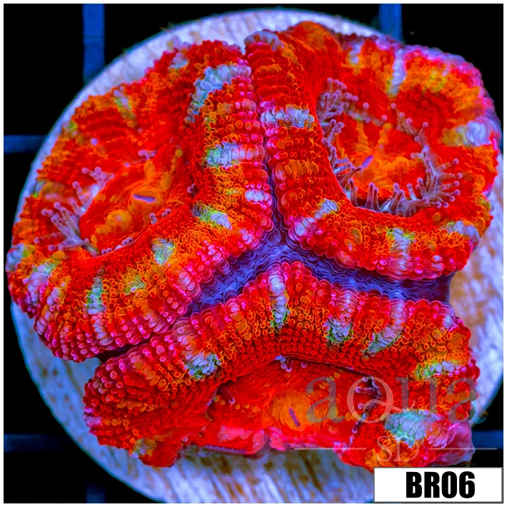 Rainbow Peppermint Acan Lord