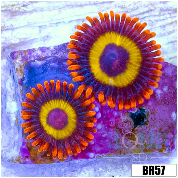 BBEB Rasta Zoas