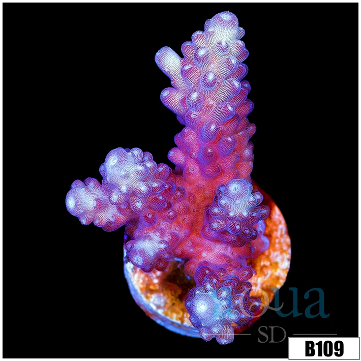 Grape Spots Acropora