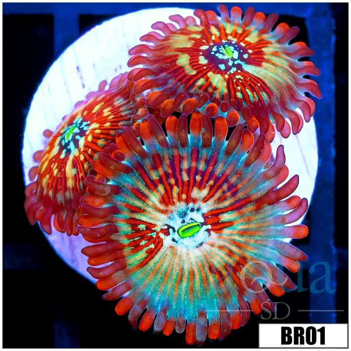 White Zombies Zoanthids