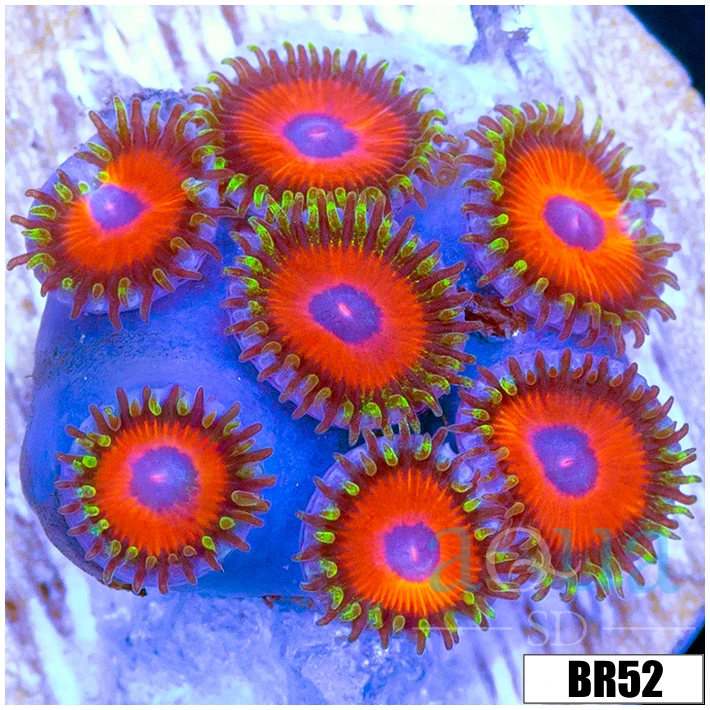Watermelon Rasta Zoas