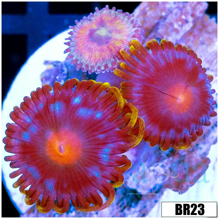 Blow Pop Zoas