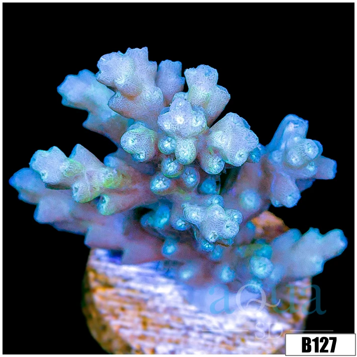 Ice tort Acropora