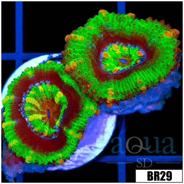 UFO acan Lord