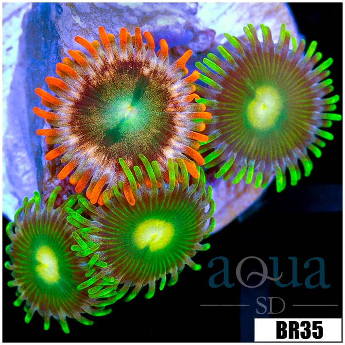 Aussie Combo Zoas