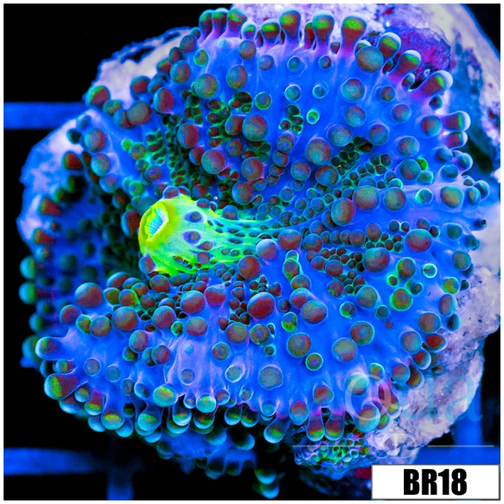 Indo Blue Yuma