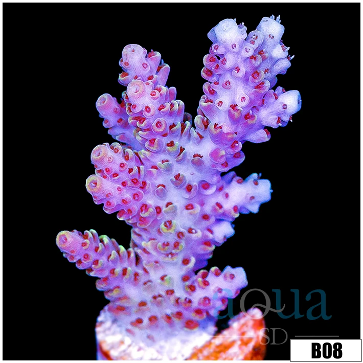Rose Petals Acropora