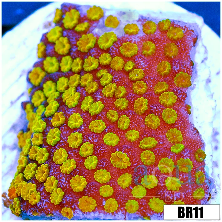ASD Rainbow Monti