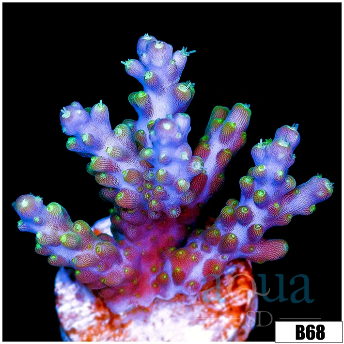 Lime Candlelight Tort Acropora