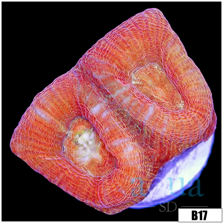 Peach Barabattoia Favia