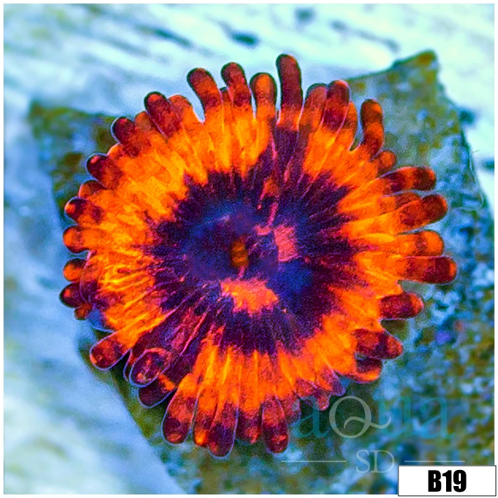 ASD Devils Armor Zoas
