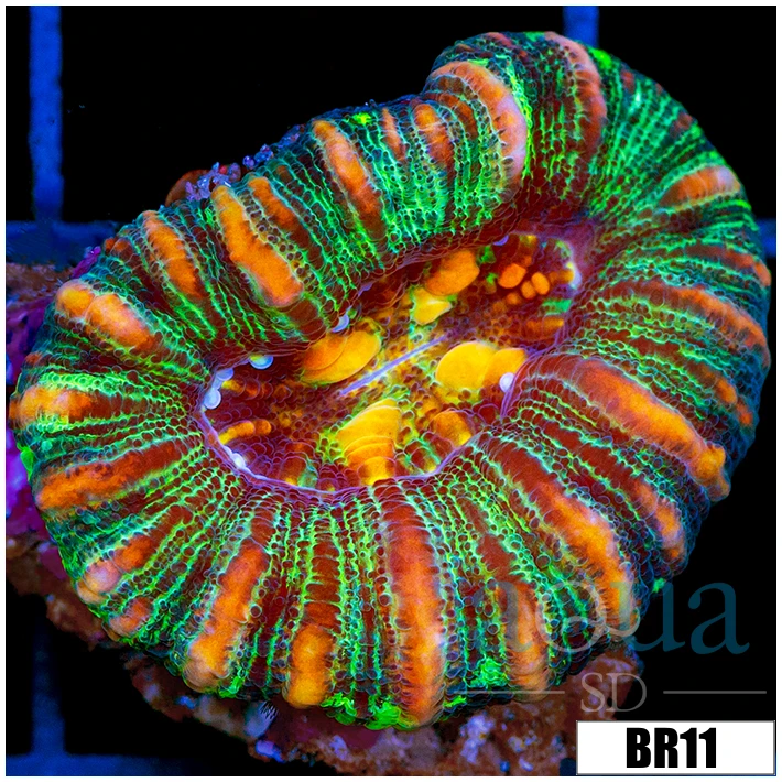 Aussie Tiger Striped Button Scoly
