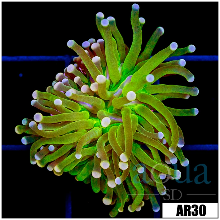 Indo White Tipped Toxic Torch
