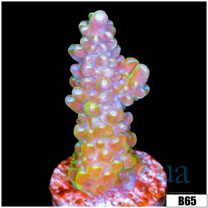Green Galaxy Acropora